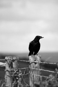 Crow         